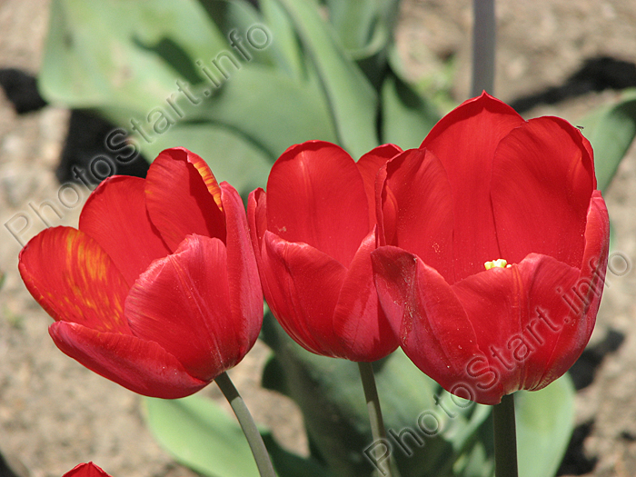 Красные тюльпаны, цветущие в Никитском ботаническом саду.