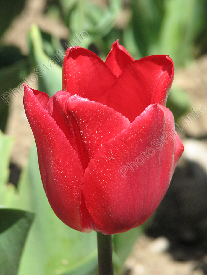 Красный тюльпан Руби Ред (Ruby Red).