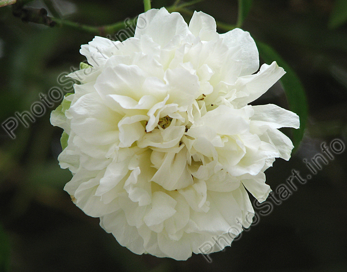 Белая плетистая роза R. Fortuneana.