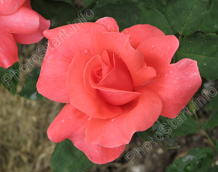 Расцветающая роза Коралловый Сюрприз.