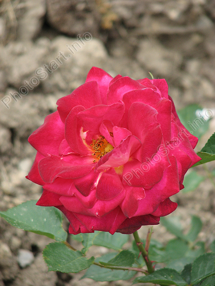 Роза Маричка в разгар цветения.