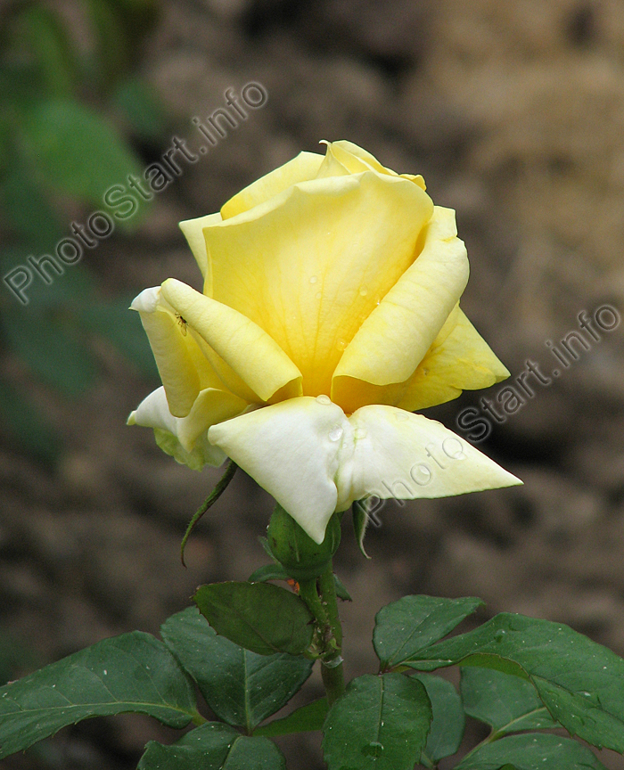 Расцветающая бледно-желтая роза Ландора (Landora).