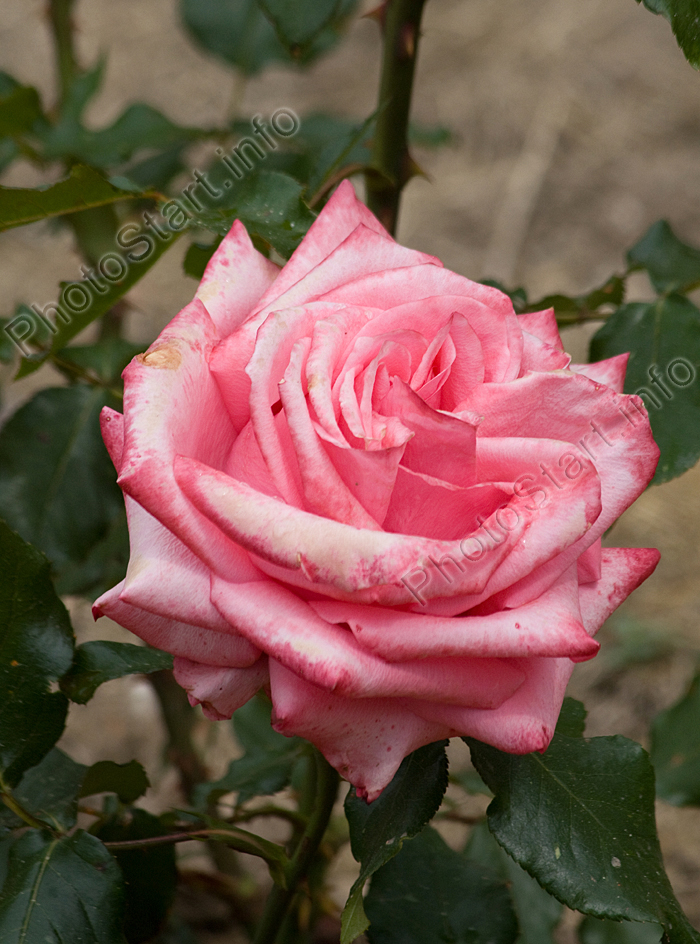 Розовая роза с красноватым сиянием по краям лепестков.