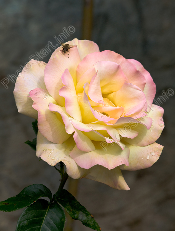 Роза Глория Дей (Gloria Dei) с капельками росы и сидящей на лепестке пчелой.