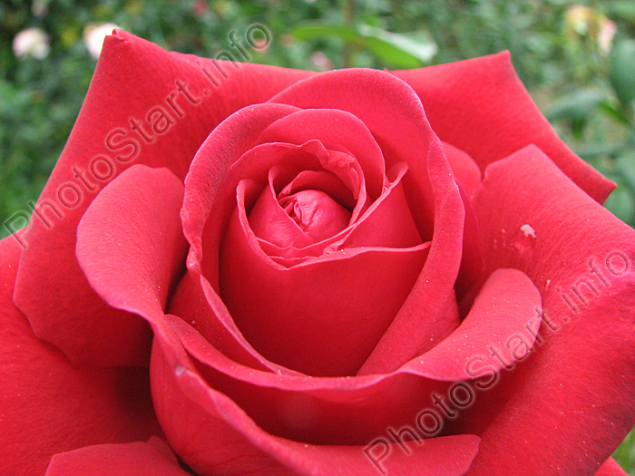 Расцветающая красная роза.