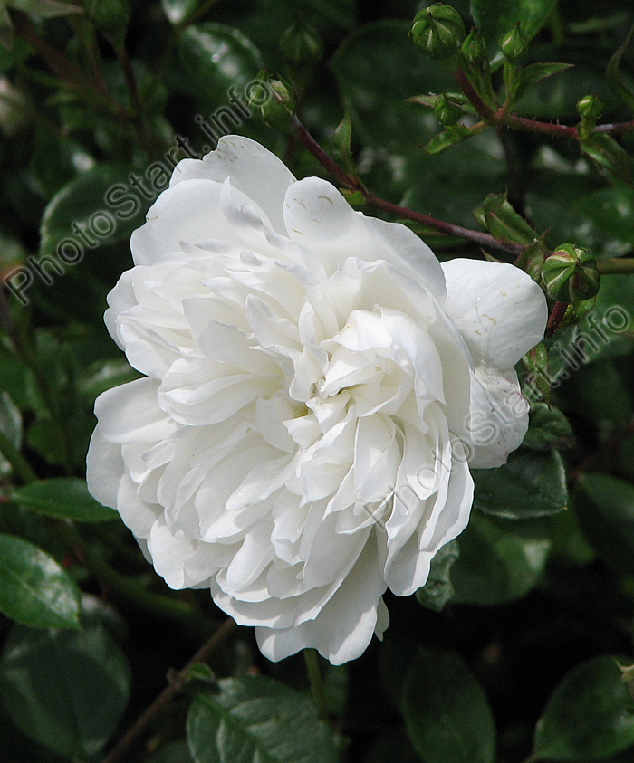 Белая почвопокровная роза Сноу Баллет (Snow Ballet).