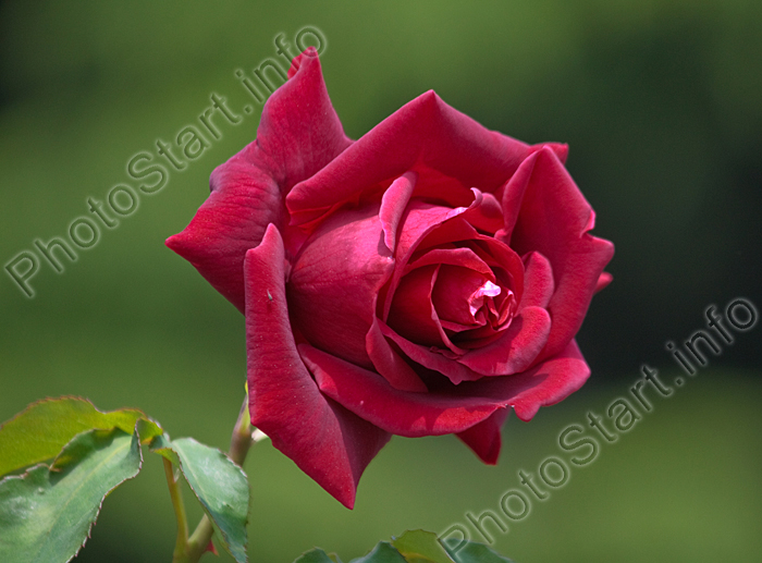 Бутон красной розы Тассин (Tassin).