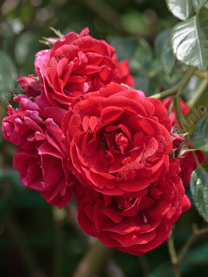 Красная плетистая роза Симпати (Sympathie).