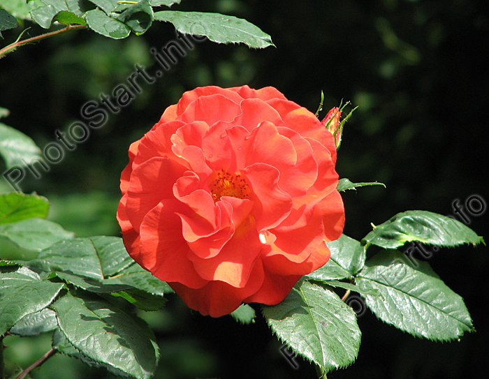 Оранжево-красная роза Лидия (Lydia).