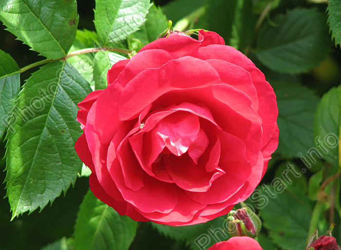 Крупноцветковая плетистая роза Flammentanz.