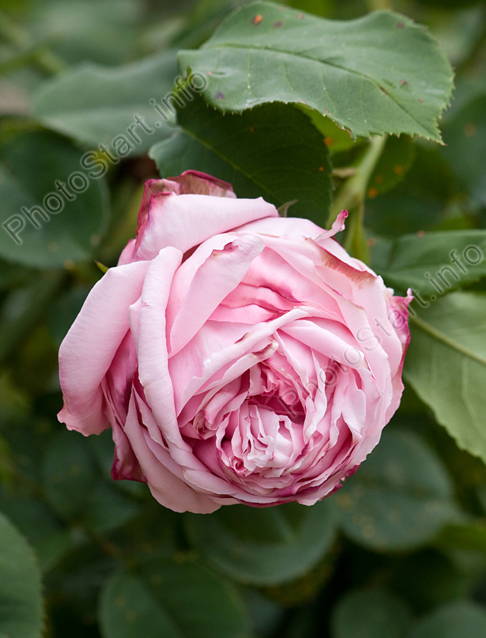 Розовая роза с большим количеством лепестков.