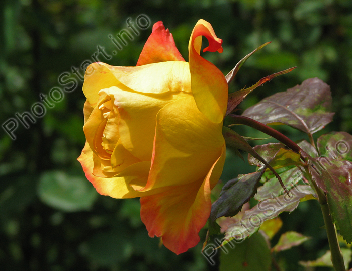 Жёлтая роза с оранжевым блендом на лепестках.