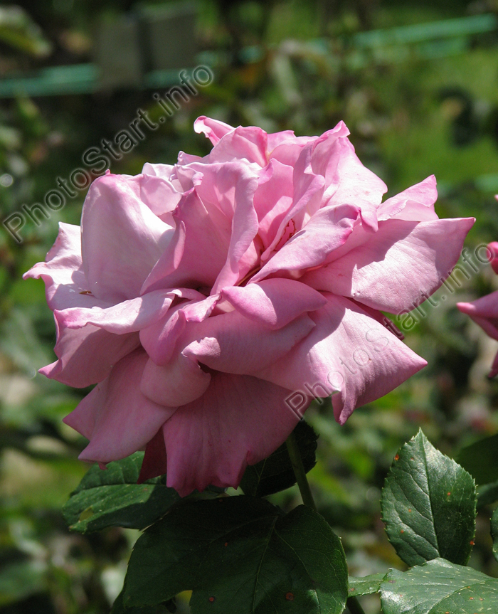 Чайно-гибридная роза Сент-Экзюпери (Saint-Exupery).