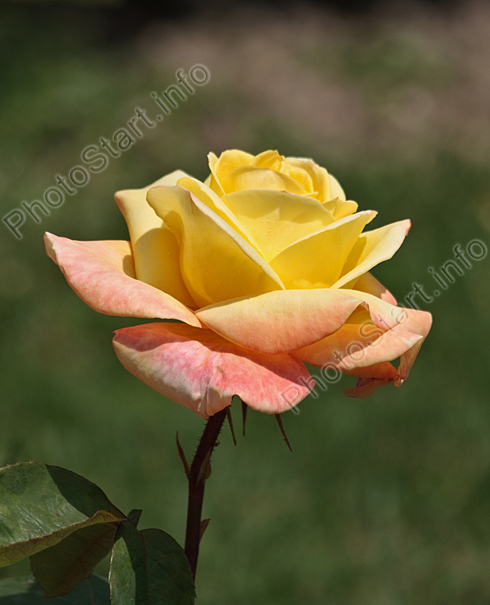 Чайно-гибридная роза Кенери (Canary).