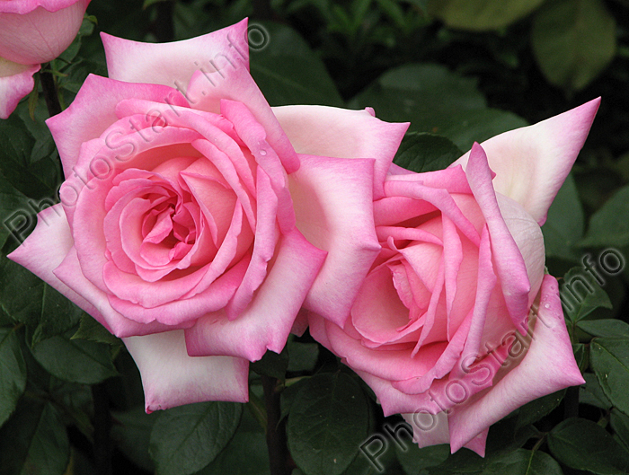 Две расцветающие розы Уими (Wimi).