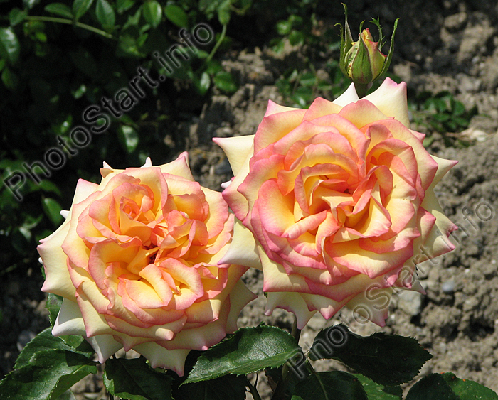 Две чайно-гибридные розы Эмбиэнс (Ambiance).