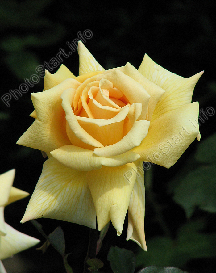 Жёлтая роза Селена с прожилками на лепестках.