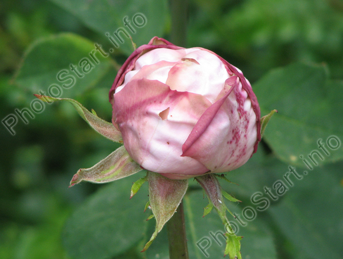 Бутон розовой розы Мисхор.