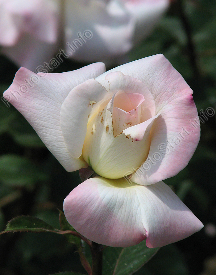 Чайно-гибридная роза Пристайн (Pristine).