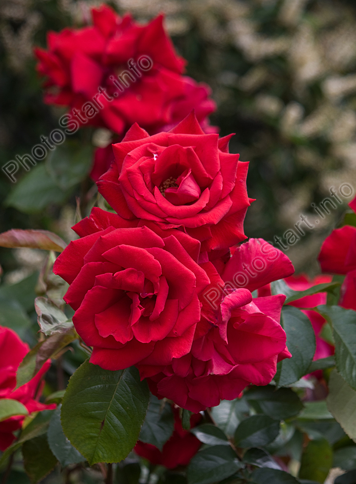 Гроздь ярко-красных роз Фонтейн (Fontaine).