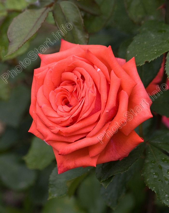 Оранжево-красная роза Огни Ялты.