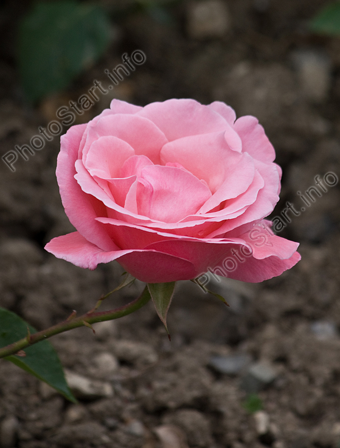 Расцветающая роза Майор Гагарин.