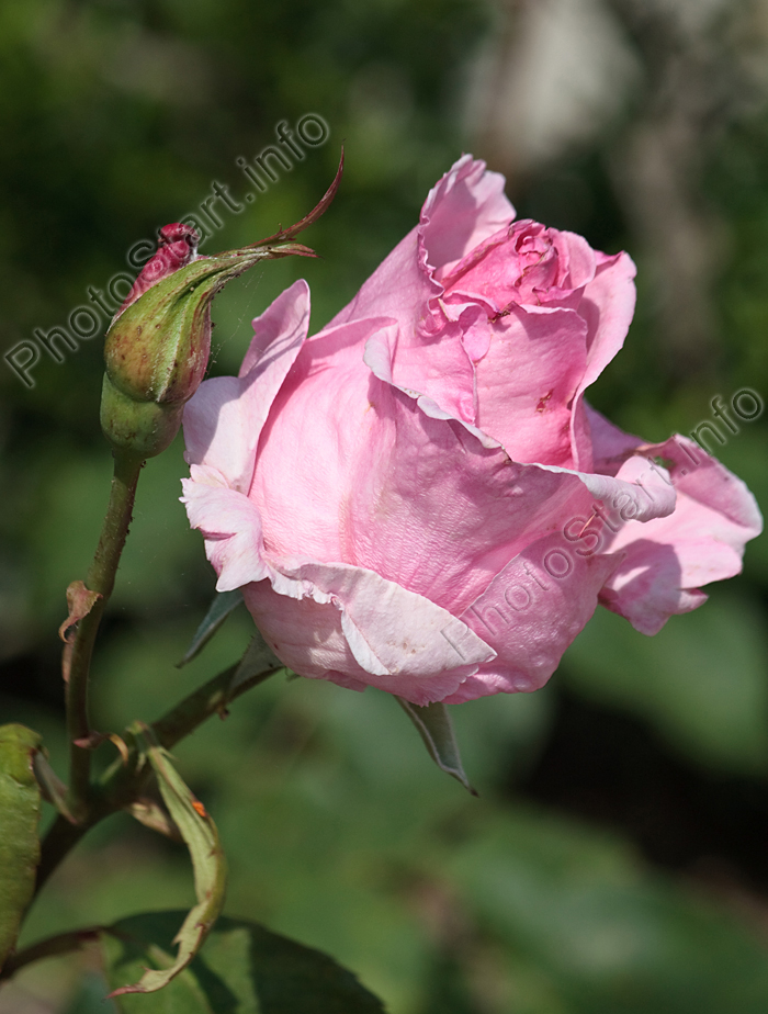 Расцветающий бутон розы Очарование.