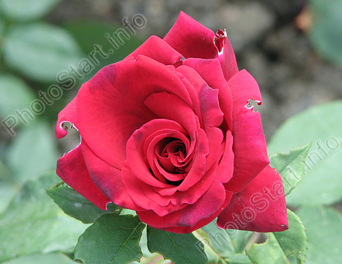Красная роза Дип Сикрет (Deep Secret).