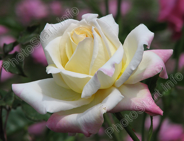 Белая роза с розовыми краями лепестков.