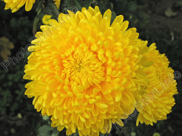 Хризантема Тайгер Желтый (Tiger Yellow). Цветок крупным планом - 1.