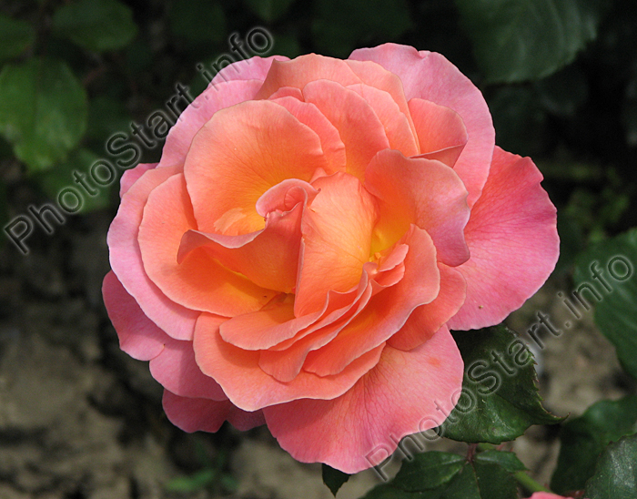 Оранжевая чайно-гибридная роза Тайфун (Typhoon).