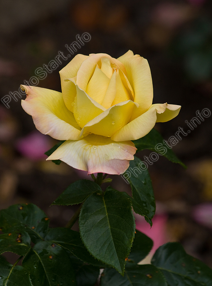 Жёлтая роза Глория Дей (Gloria Dei).
