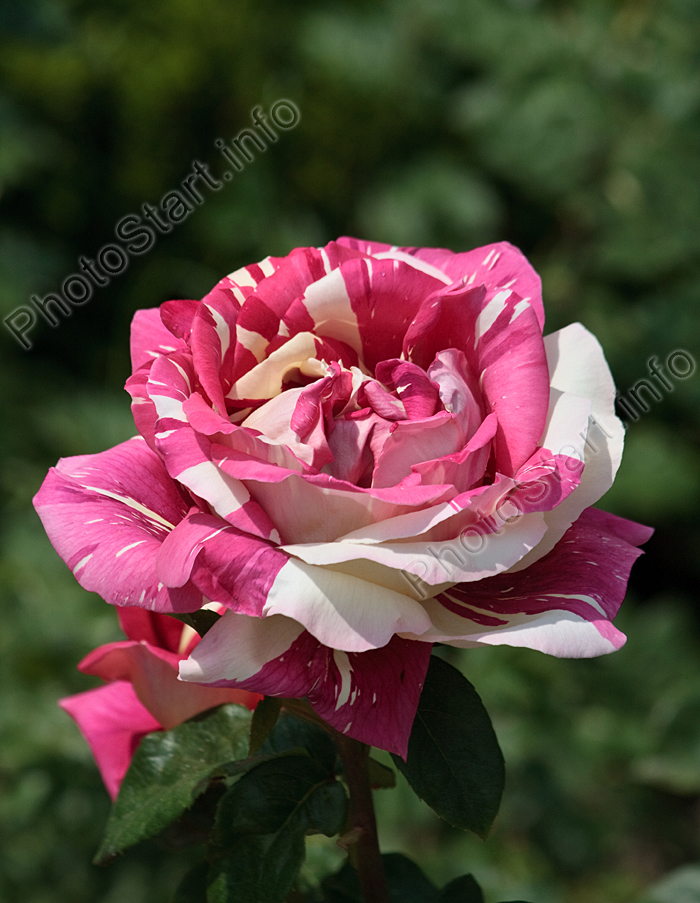 Малиновая роза Пёстрая Фантазия с белыми вставками.