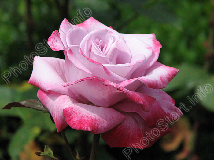 Крупноцветковая чайно-гибридная роза Парадиз (Paradise).