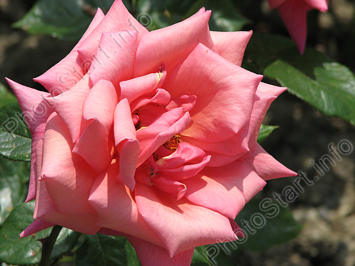 Чайно-гибридная роза Оранжевое Пламя.