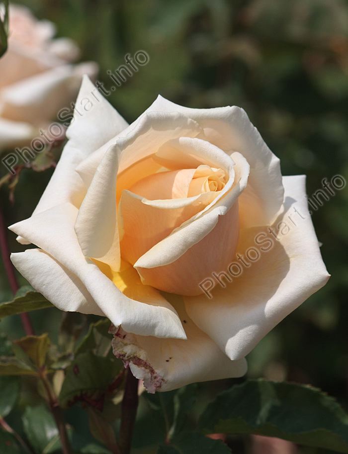 Американская роза Даймонд Джубили (Diamond Jubilee).