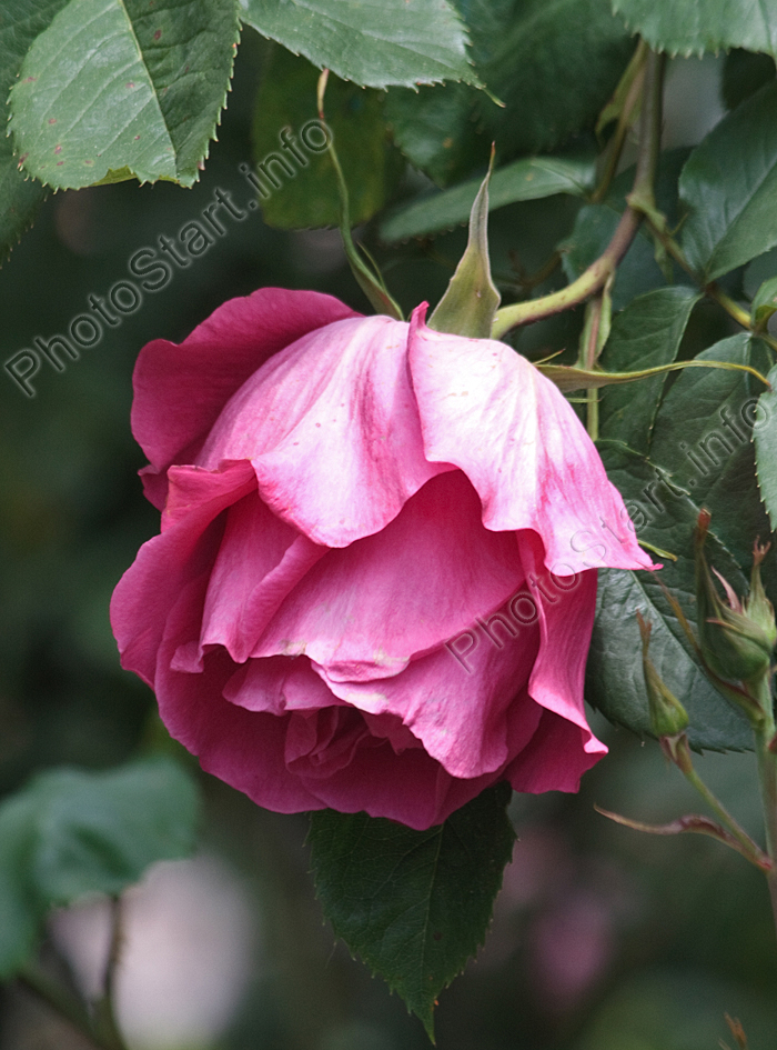 Склонённая головка розовой розы Водопад.