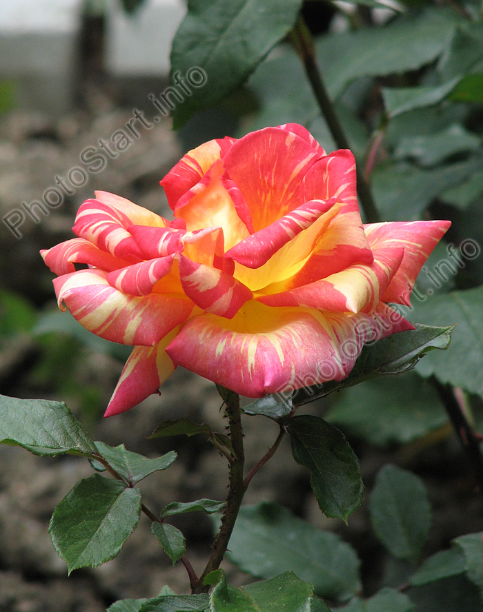 Красно-жёлтая роза Карибия (Caribia).