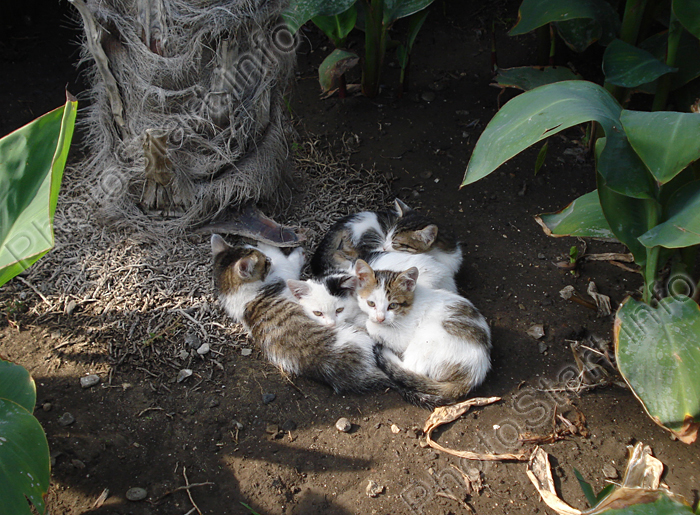 Котята в зарослях цветов возле пальмы
