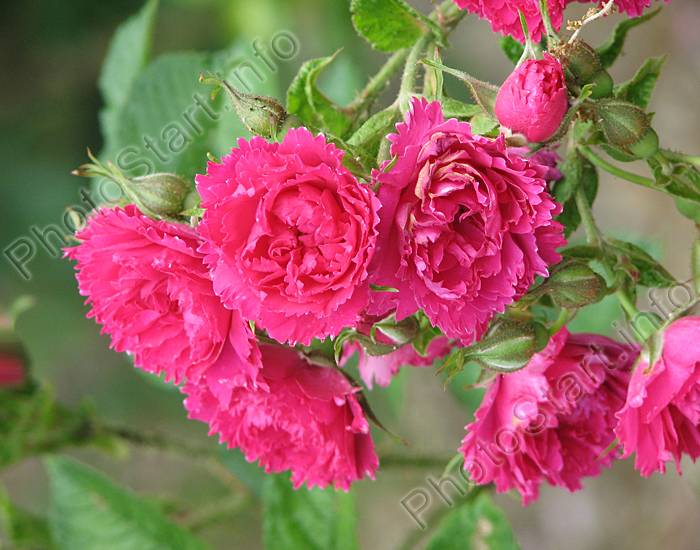 Парковые розы F. J. Grootendorst.