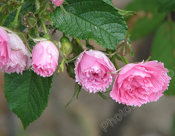 Парковые розы Pink Grootendorst.