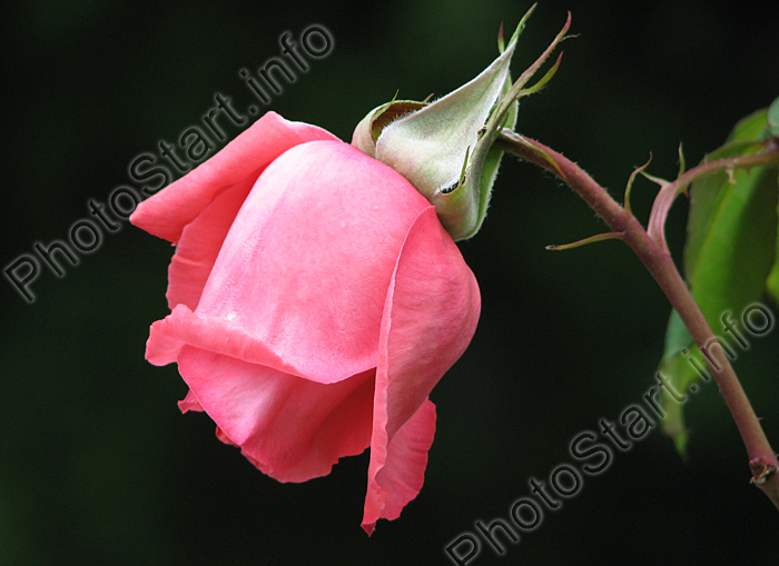 Бутон розовой розы Пэрис Чарм (Paris Charm).