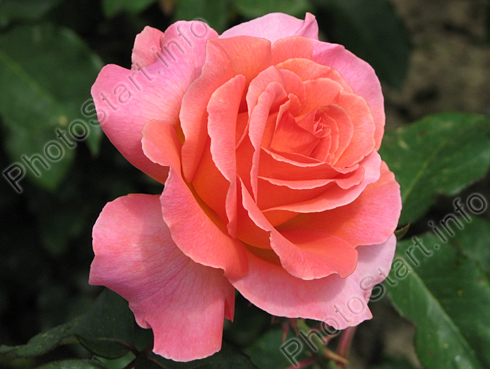 Лососево-оранжевая роза Тайфун (Taifun).