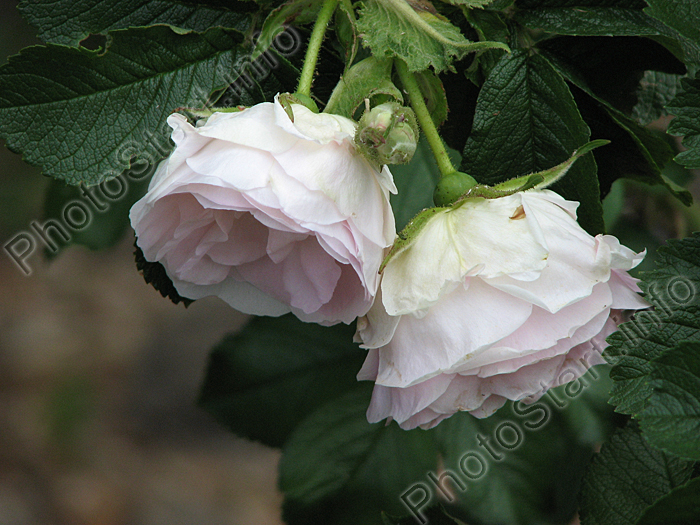 Две белых розы Ritausma.