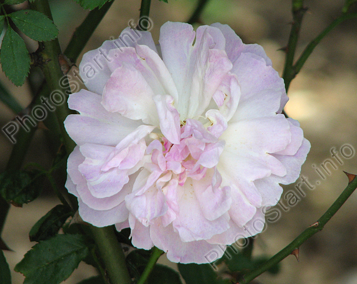 Розовато-белая Rosa indica Loureiro.