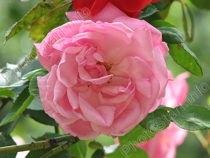 Розовая плетистая роза Солнечная Долина.