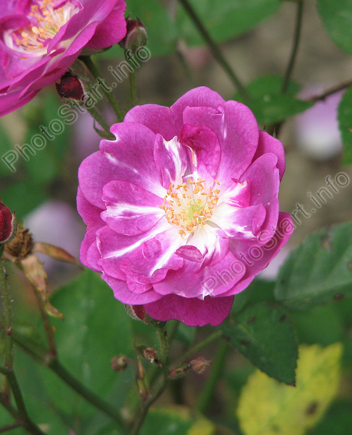 Сиреневый цветок розы Мистер Блубёрд (Mr. Bluebird) с белым глазком.