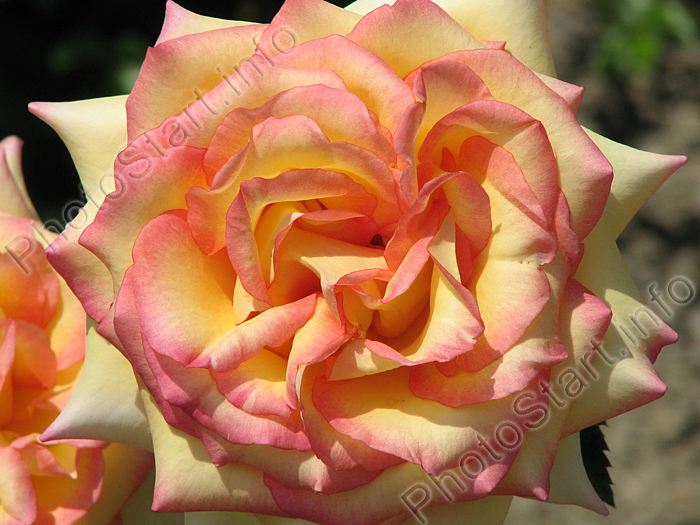 Цветок розы Эмбиэнс (Ambiance) крупным планом.
