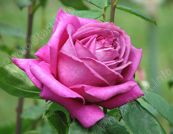 Распускающаяся роза Биг Пёпл (Big Purple).