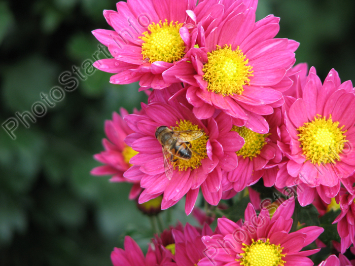 Цветы розовой хризантемы с пчелой.
